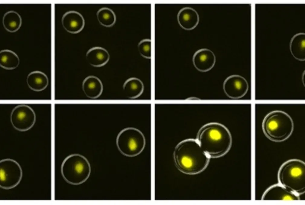 Series of eight frames showing microscope images of cells growing bigger