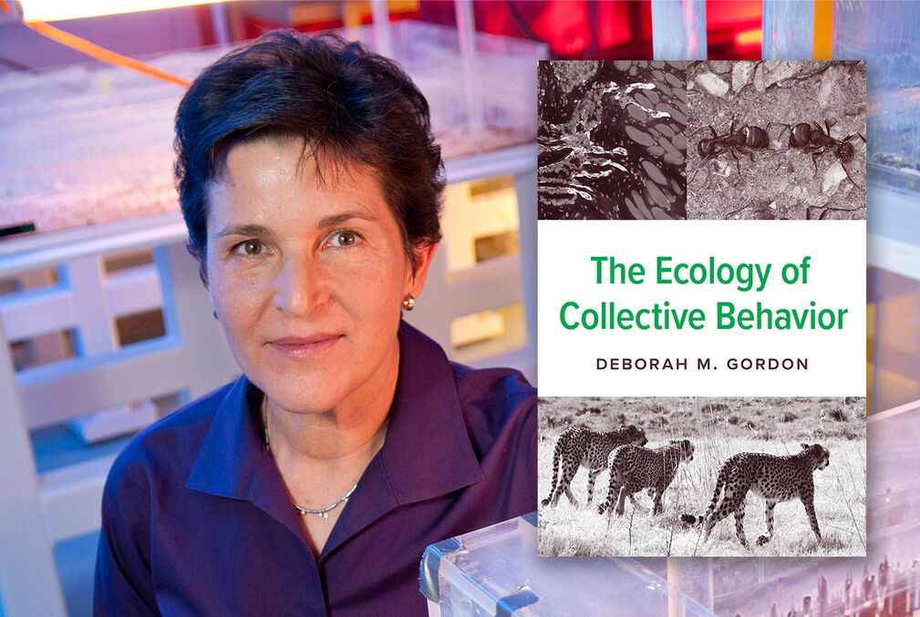 Photo of Deborah M. Gordon wearing a blue blouse and smiling slightly and an image of her book The Ecology of Collective Behavior