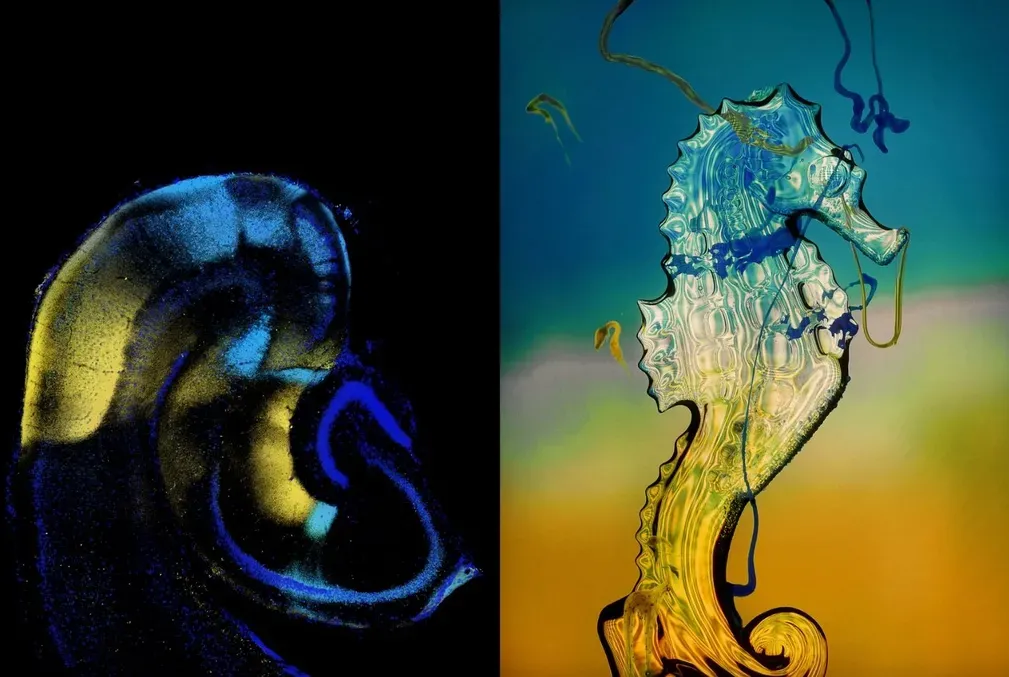 Hippocampus image and crystal seahorse