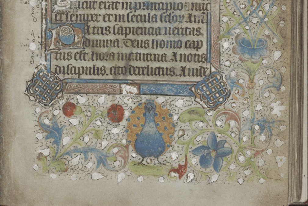 Image of an illustrated manuscript page from a Book of Hours showing a peacock