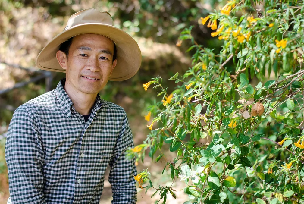 Image of Tadashi Fukami wearing a wide-brimmed hat kneeling next to sticky monkey flowers, which are small yellow blooms on a bush with medium green leaves, near Searsville Dam