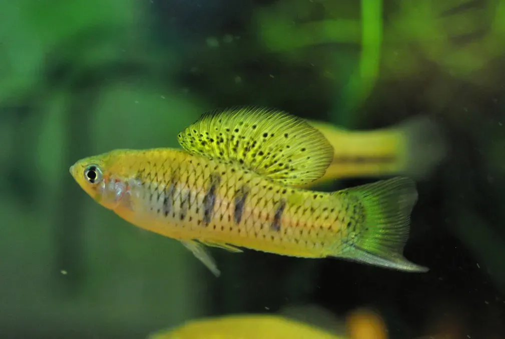 Small yellow fish with gray markings and a sword-like extension of its tail fin