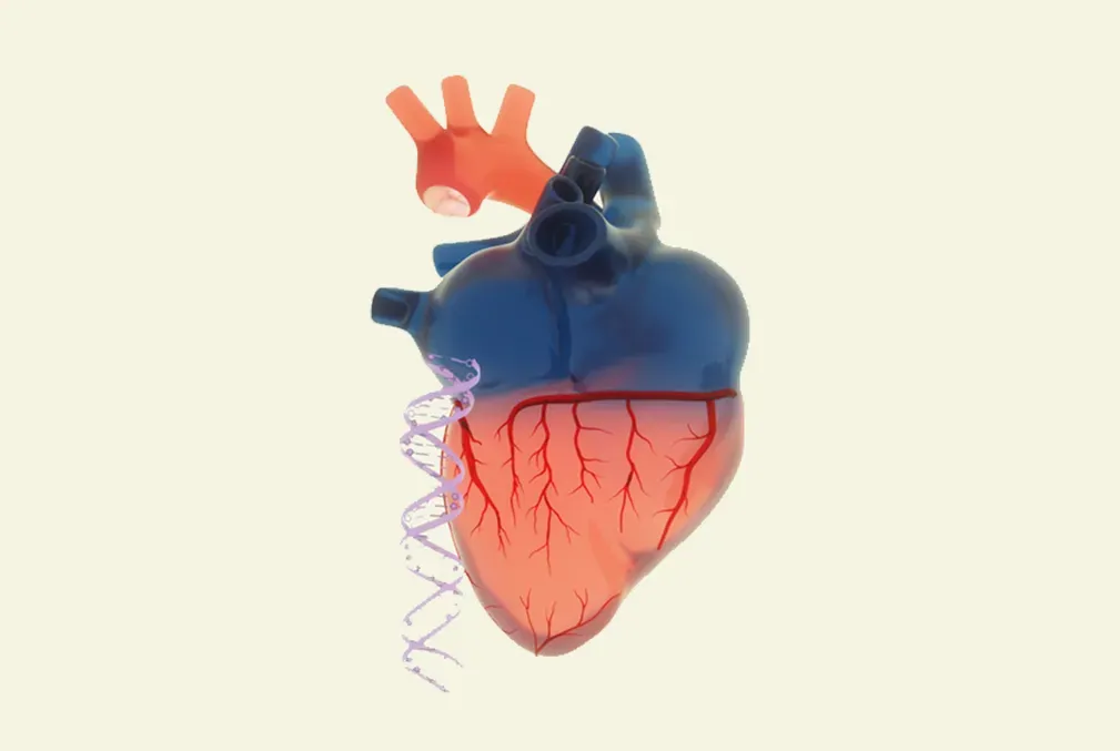 Illustration of a human heart