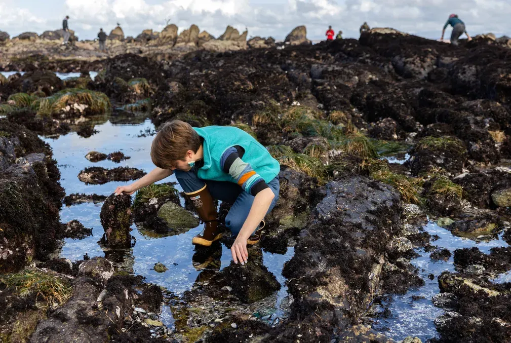 A student lifts a rock in a tide pool to see what is beneath