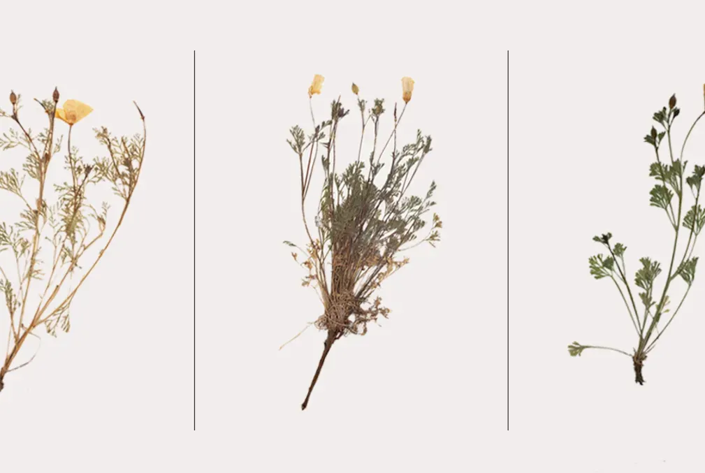 A collage of three California poppies