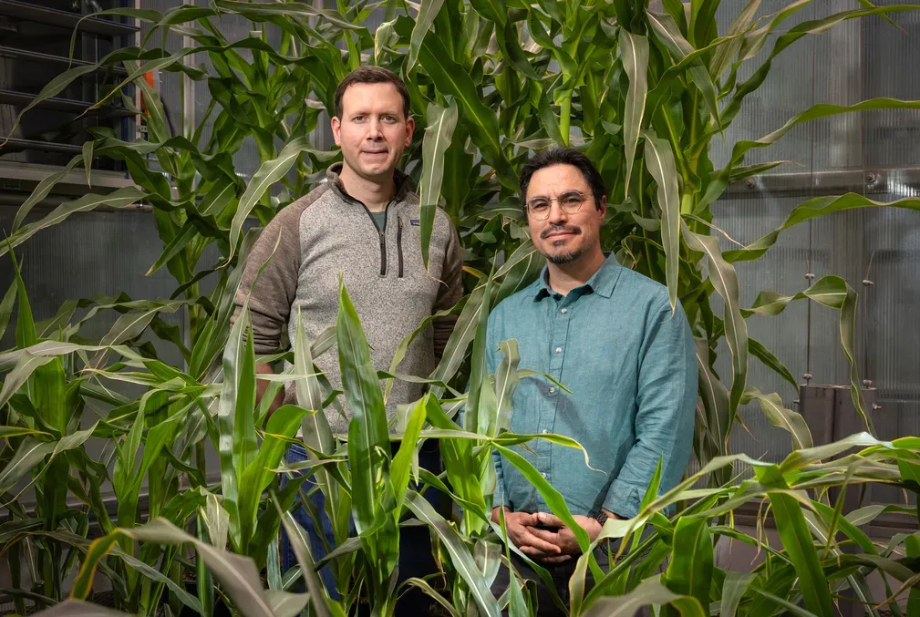 Researchers Johannes Scharwies and José Dinneny stand in front of corn plants grown to study root responses to moisture at the Stanford Greenhouse Facility.