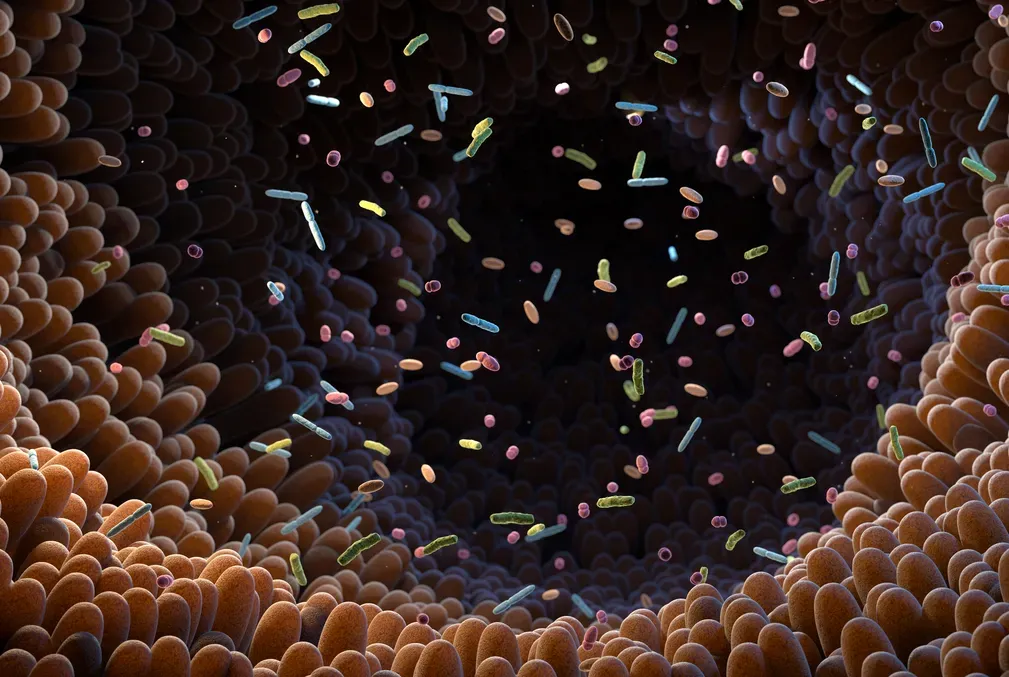 Illustration of microbes inside an intestine
