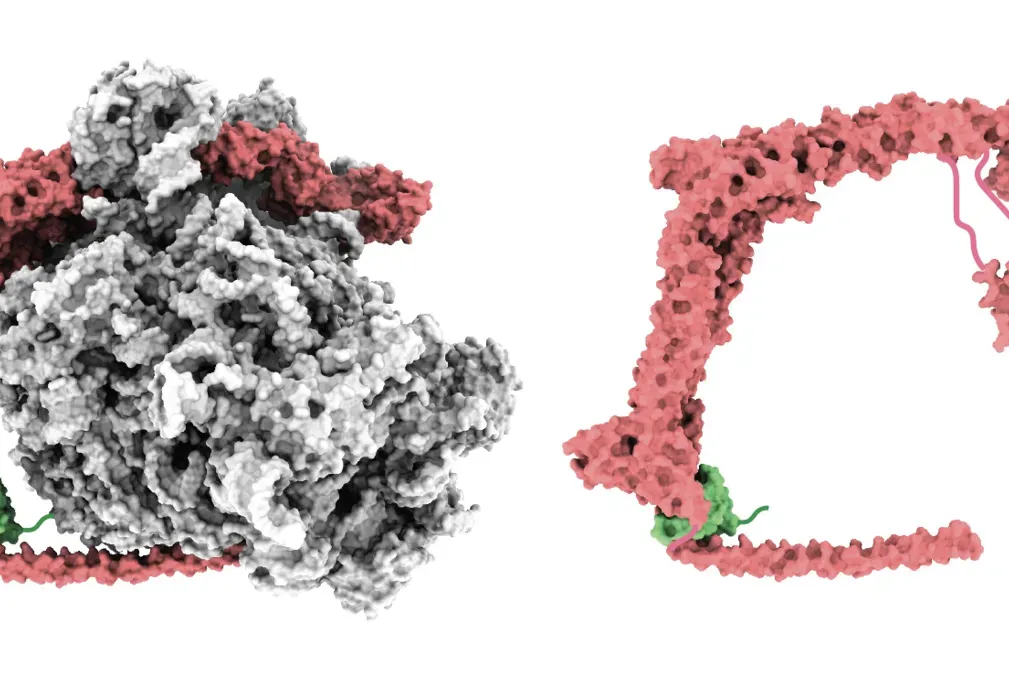 Image of UFM1 E3 ligase