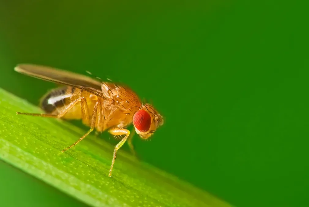 A close-up photograph of a fruit fly resting on a green stem